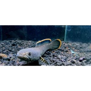 Cara Memelihara Ikan Gabus Channa Limbata dalam Akuarium